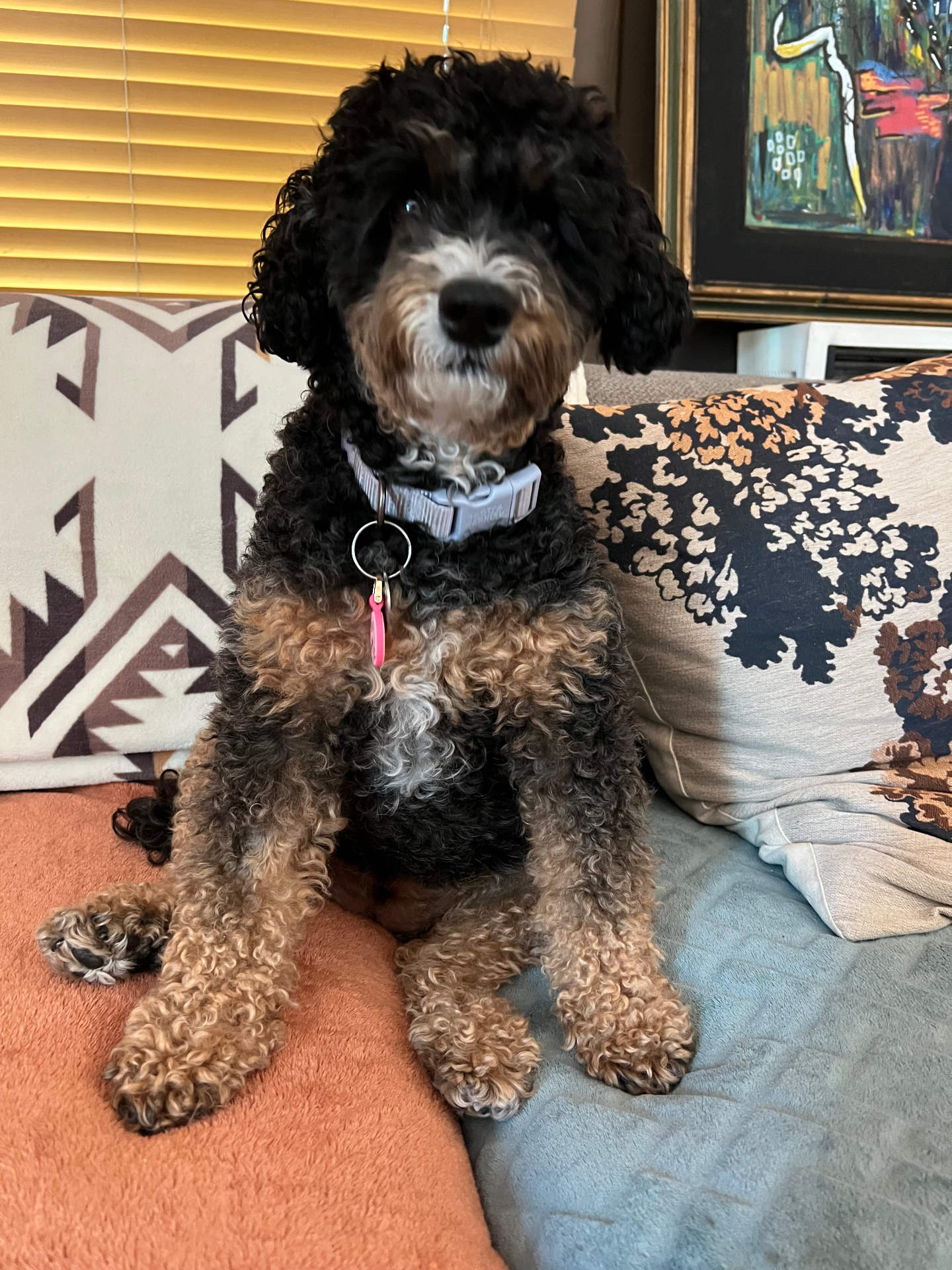 Sunny, a small dark doodle, sitting on a couch