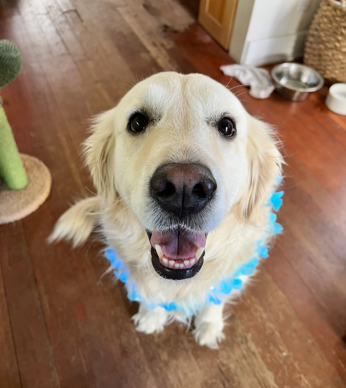 Winnie, a golden retriever, smiling up at the camera