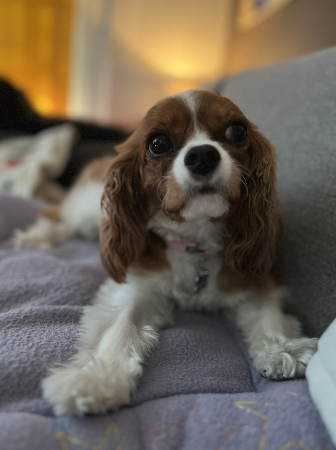 Bok Choy, a Cavalier King Charles Spaniel, resting on a lavender blanket