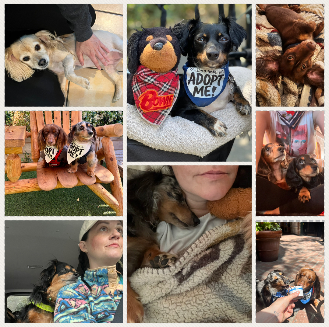 Collage of dachshunds Pamela has fostered and cared for through Los Angeles Dachshund Rescue