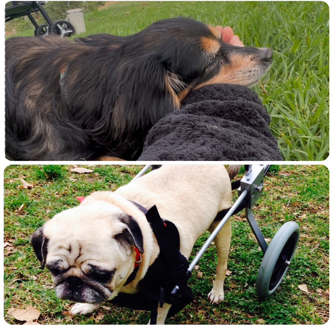 Bowie resting in the grass above Pamela's paralyzed pug supported by her wheelchair